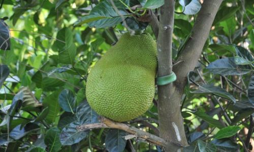 Zdjęcie INDONEZJA / - / Bali Drzewo chlebowe / Indonezja