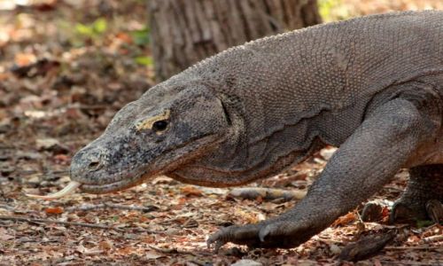 Zdjcie INDONEZJA / Komodo / Komodo / Smoki z Komodo :)