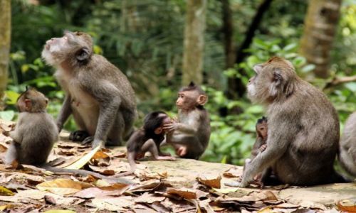 Zdjecie INDONEZJA / Bali / Ubud - Mapi Las / Malpia rodzina