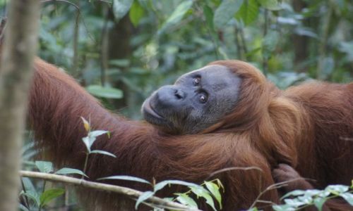 Zdjecie INDONEZJA / Sumatra / Bukit Lawang / Zaszczycia mnie spojrzeniem
