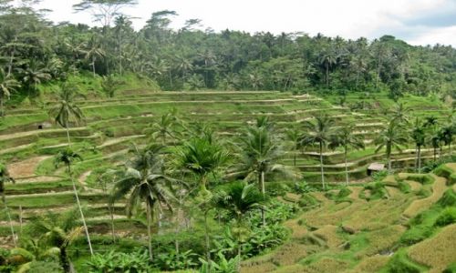 Zdjcie INDONEZJA / Bali / Ubud / tarasy ryowe