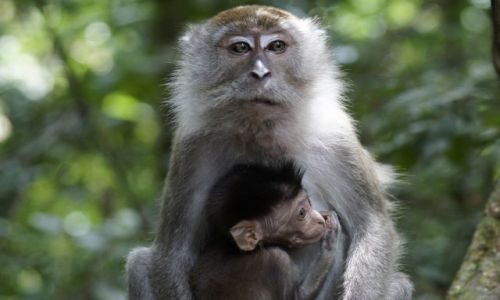 Zdjcie INDONEZJA / Bukit Lawang / Bukit Lawang / W sumatrzaskiej dungli
