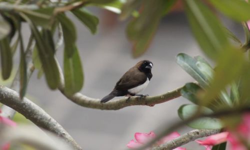 Zdjecie INDONEZJA / Bali poudniowe / Sanur / Mniszka  w brzach