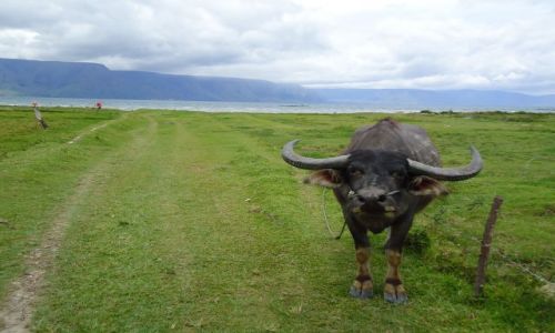 Zdjcie INDONEZJA / Jezioro Toba / Samosir / Poznawanie wiata po zapachu