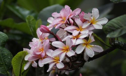 Zdjecie INDONEZJA / Bali / Sanur / W wiecie kwiatw