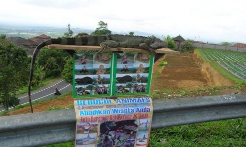 Zdjecie INDONEZJA / Bali / Bedugul. / Jaszczur na pokaz..