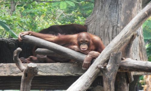 Zdjecie INDONEZJA / yogyakarta / zoo / maly oragutanek