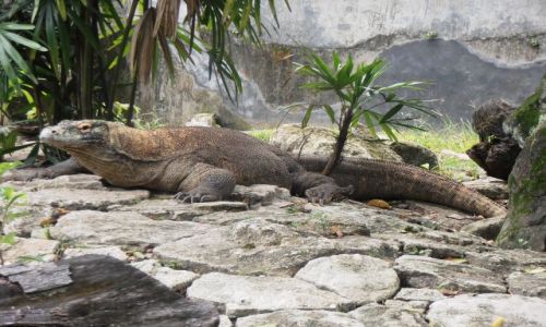 Zdjecie INDONEZJA / Jogyakarta / zoo / waran
