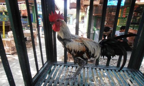 Zdjecie INDONEZJA / jogyakarta / ptasi bazar / kogut