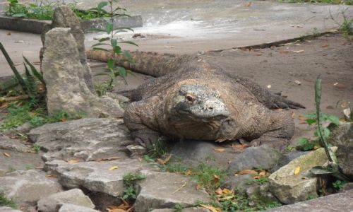 Zdjecie INDONEZJA / jogyakarta / zoo / waran