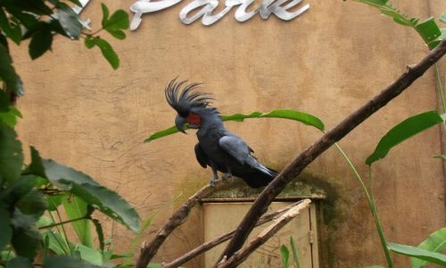 Zdjecie INDONEZJA / bali / park ptakow / papuga