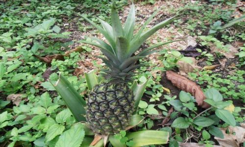 Zdjcie INDONEZJA / bali  / ,,, / ananas