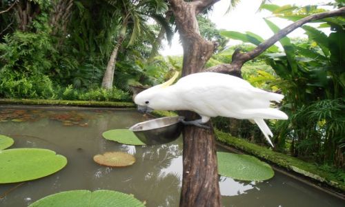 Zdjecie INDONEZJA / bali / park / kakadu