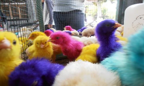 Zdjecie INDONEZJA / yogjakarta / bazar / kurczaczki