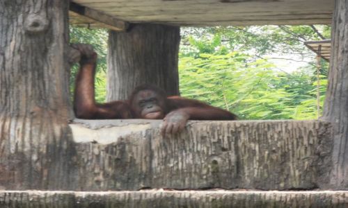 Zdjecie INDONEZJA / oragutany / ,, / mama