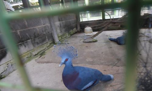 Zdjcie INDONEZJA / yogjakarta / zoo / koroniec plamoczuby