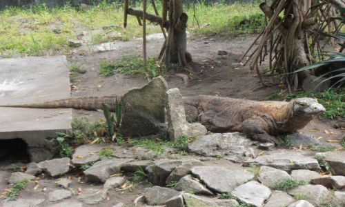 Zdjcie INDONEZJA / yogjakarta / zoo / waran