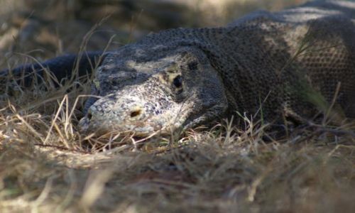 Zdjecie INDONEZJA / FLORES / Komodo / Waran