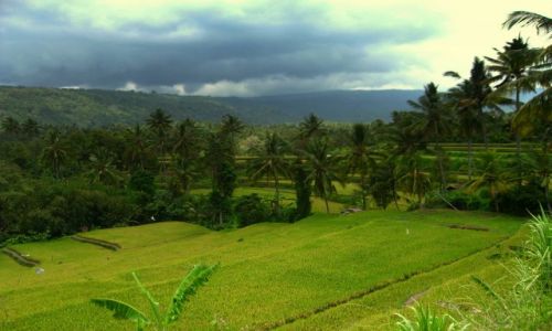 Zdjecie INDONEZJA / - / Bali / Pola ryowe