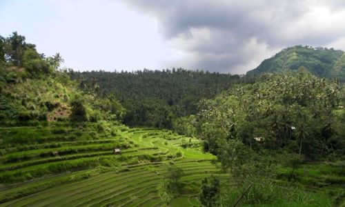 Zdjęcie INDONEZJA / Bali / okolice Amed / Tarasy ryżowe 4