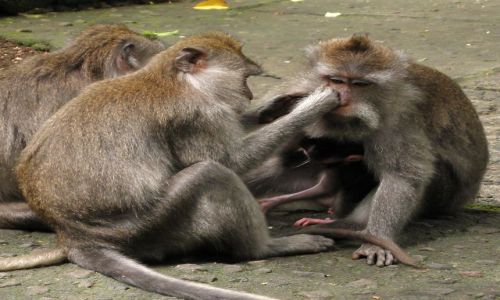 Zdjecie INDONEZJA / Bali / Ubud, Monkey Forrest / Mapy z Ubud 1