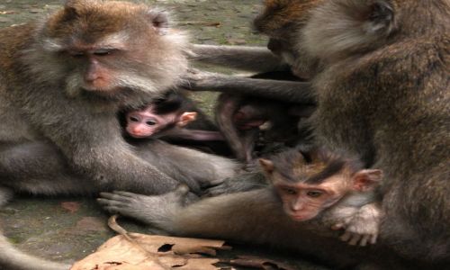 Zdjecie INDONEZJA / Bali / Ubud, Monkey Forrest / Mapy z Ubud 2