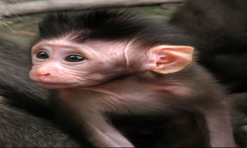 Zdjecie INDONEZJA / Bali / Ubud, Monkey Forrest / Mapy z Ubud 3