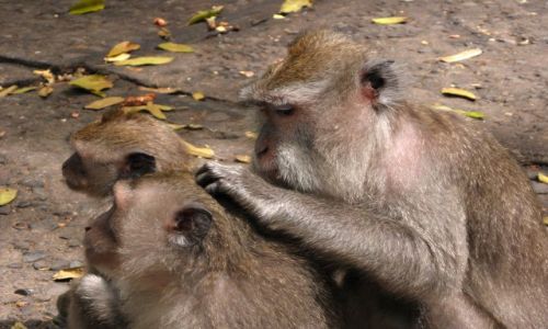 Zdjecie INDONEZJA / Bali / Ubud, Monkey Forrest / Mapy z Ubud 5