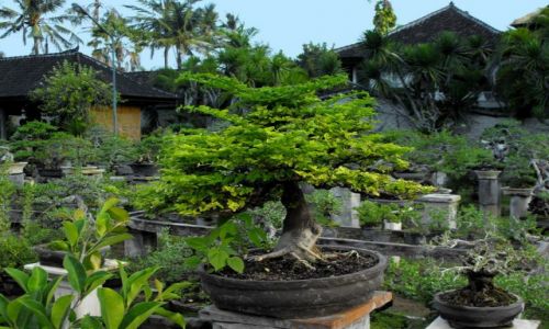 Zdjęcie INDONEZJA / Bali / Denpasar /