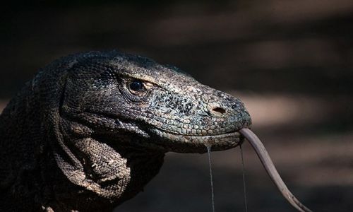 Zdjecie INDONEZJA / Male Sundaje / Komodo / smok