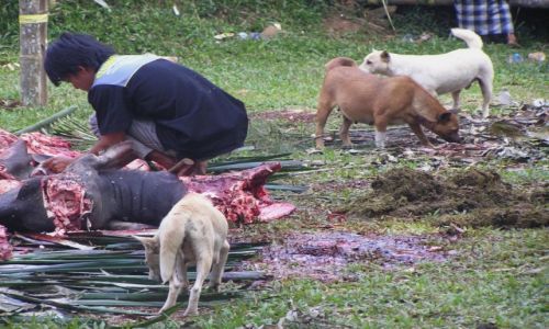 Zdjecie INDONEZJA / Sulawasi / U Toradw / Po.....