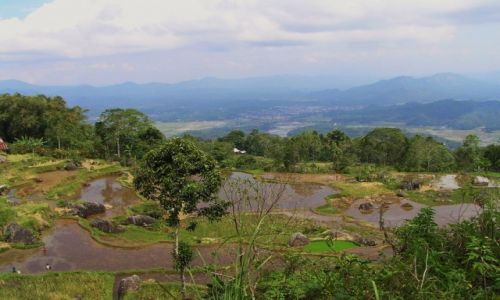 Zdjcie INDONEZJA / Sulawasi / Tana Toraja / Pola ryowe