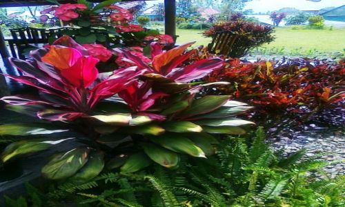 Zdjcie INDONEZJA / Bali / W terenie / Rajska przyroda