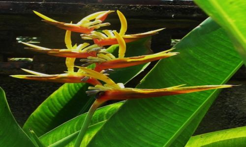 Zdjecie INDONEZJA / Bali / W terenie / Rajska przyroda