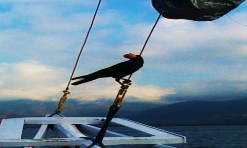 Zdjęcie INDONEZJA / Bali / Na wodach archipelagu / Latające ciastko