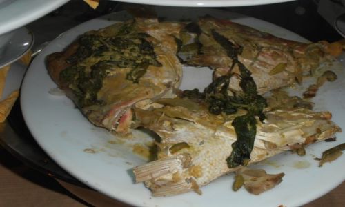 Zdjęcie INDONEZJA / sumatar / bukit lawang / rybki