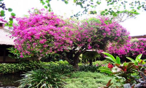Zdjecie INDONEZJA / Bali / Sanur / Paradise