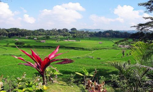 Zdjecie INDONEZJA / Bali /   / Krajobraz Bali
