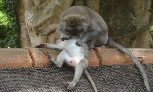 Zdjecie INDONEZJA / Bali / Ubud / Monkey Forest