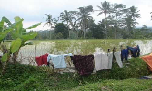 Zdjecie INDONEZJA / Bali / Bali / Pola ryowe