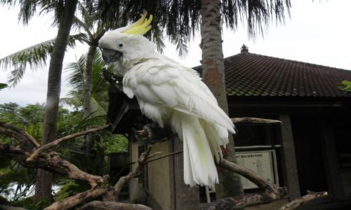 Zdjecie INDONEZJA / Bali / .. / kakadu