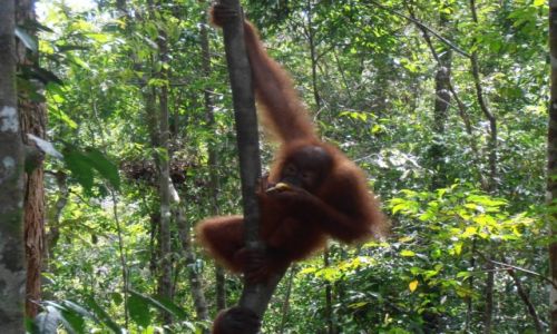 Zdjcie INDONEZJA / sumatra / dzungla / may orangutan