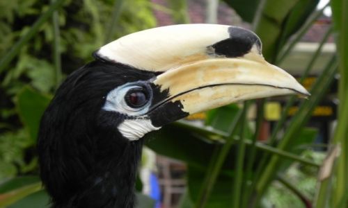 Zdjecie INDONEZJA / bali / ,, / dzioboroec