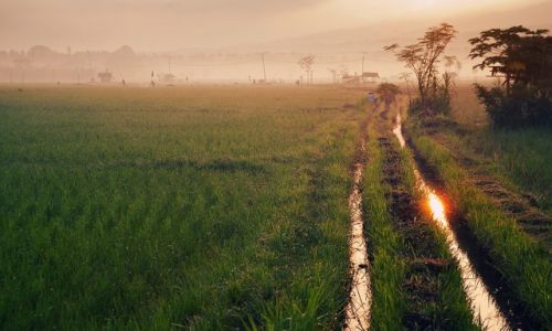 Zdjęcie INDONEZJA / Bali / Lovina / wsrod ryzowych pol