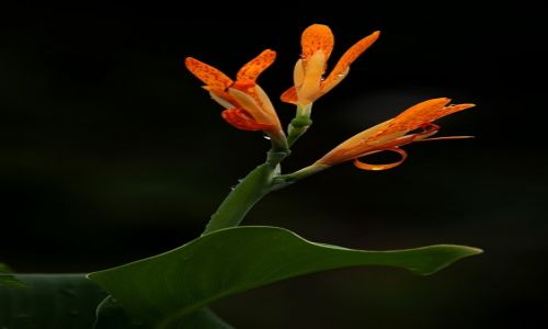 Zdjęcie INDONEZJA / Lombok / Mt Rinjani / kwiaty jungli