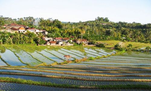 Zdjcie INDONEZJA / Bali /   / Ryowe tarasy
