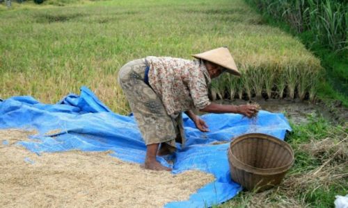 Zdjecie INDONEZJA / Jawa Timur / Lamongan / KONKURS