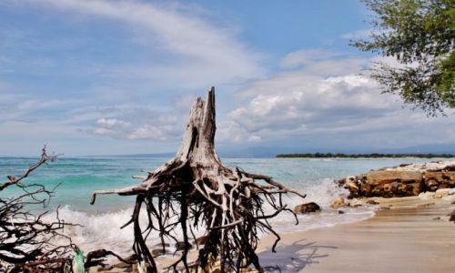 Zdjcie INDONEZJA / Gili Island / Gili Island / Cigle stoi....