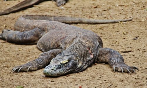 Zdjęcie INDONEZJA / Rinca / Rinca / Smok z Komodo