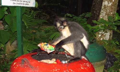 Zdjcie INDONEZJA / S / Langur, Presbytis thomasi / Czy to jeszcze ma termin przydatnoci do spoycia